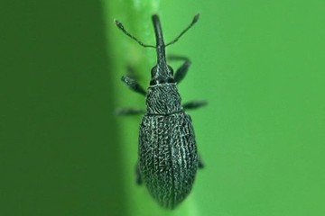 Ischnopterapion modestum