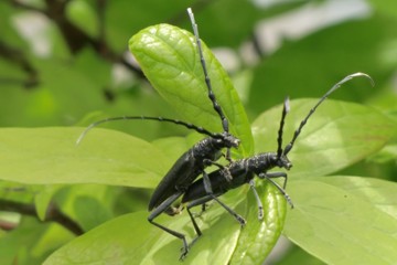 Kleiner Eichenbock