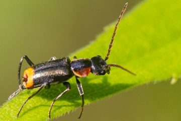 Kleiner Warzenkäfer