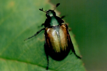 Kleiner Julikäfer