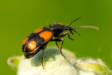 Kleiner Scheukäfer