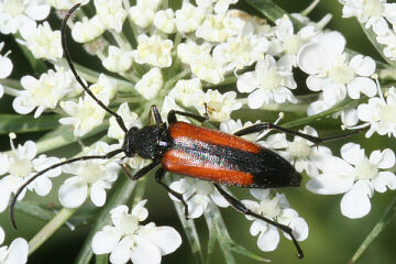 Kleiner Schmalbock