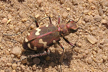 Kupferbrauner Sandlaufkäfer