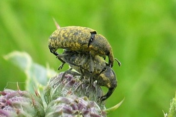 Larinus planus