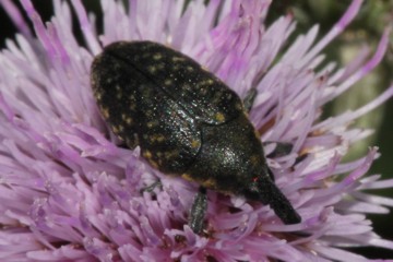 Larinus sturnus