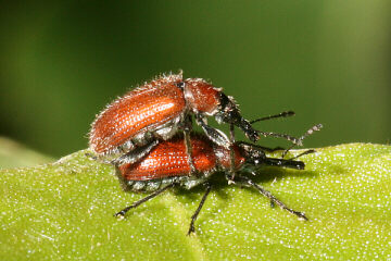 Lasiorhynchites coeruleocephalus