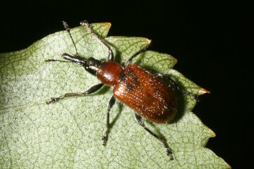 Lasiorhynchites coeruleocephalus