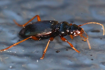 Leistus fulvibarbis