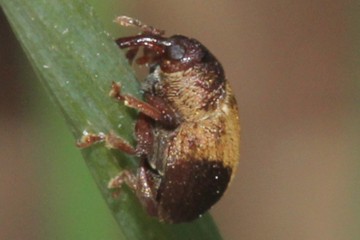 Lignyodes enucleator
