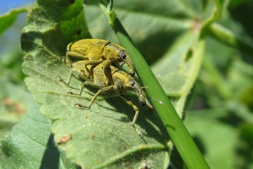 Lixus angustatus