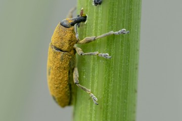 Wasserampfer-Stängelrüssler