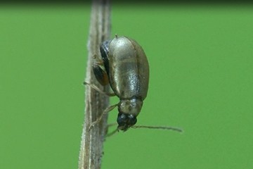 Longitarsus ballotae