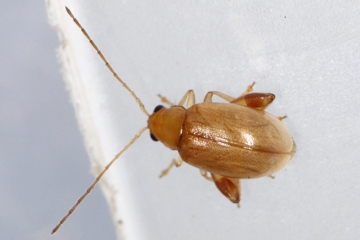 Longitarsus succineus