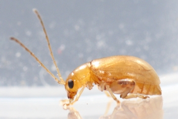 Longitarsus succineus