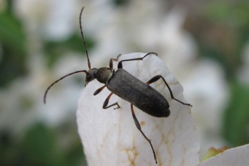 Mattschwarzer Blütenbock