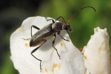 Mattschwarzer Blütenbock