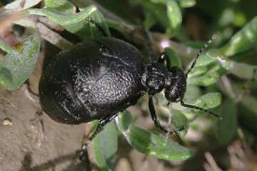 Mattschwarzer Maiwurmkäfer