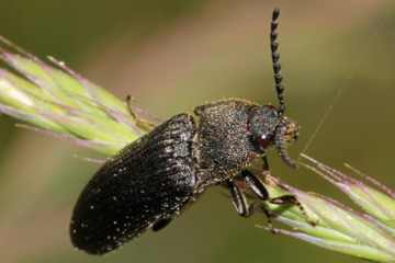 Melanotus punctolineatus