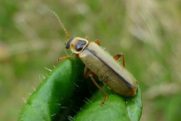 Metacantharis clypeata