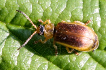 Neogalerucella tenella