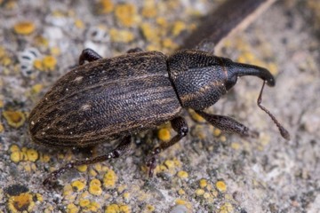 Notaris bimaculatus