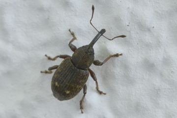 Notaris acridulus