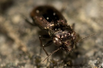 Zweigefleckter Eilkäfer