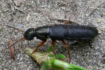 Ocypus brunnipes