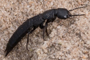 Ocypus nitens