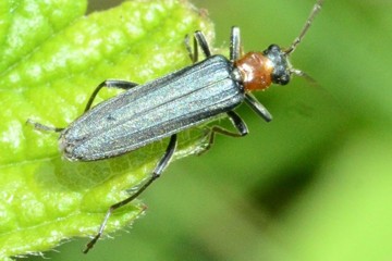 Oedemera croceicollis