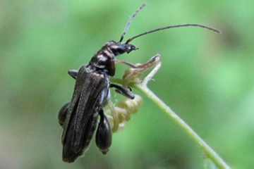 Oedemera flavipes