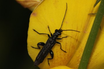 Oedemera subulata