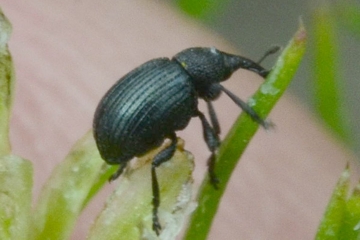 Omphalapion hookerorum