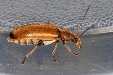 Osphya bipunctata