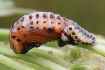 Pappelblattkäfer