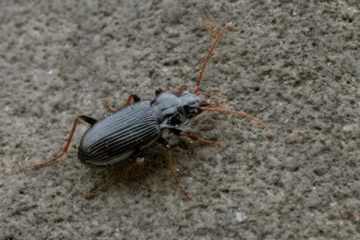 Pechschwarzer Dammläufer