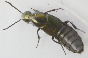 Philonthus intermedius