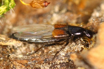 Philonthus nitidicollis