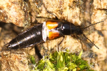 Philonthus nitidicollis