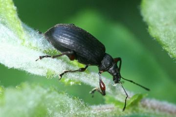 Phyllobius calcaratus