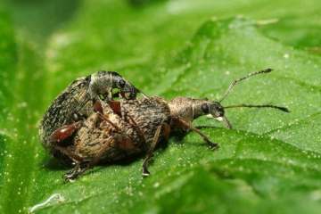 Phyllobius calcaratus