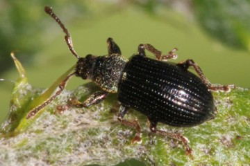 Phyllobius viridicollis