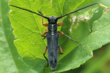 Phytoecia rufipes