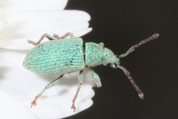 Phyllobius virideaeris