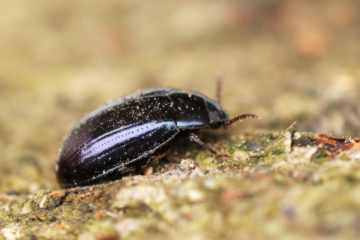 Platydema violaceum