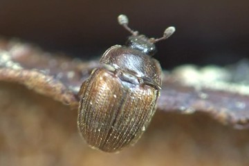 Pocadius ferrugineus