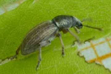 Polydrusus marginatus