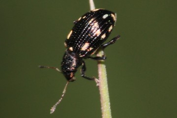 Polydrusus picus