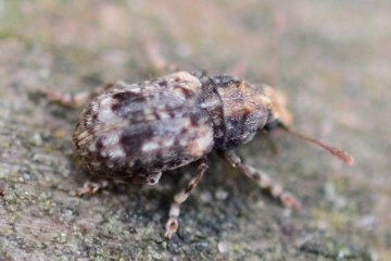 Pseudeuparius sepicola