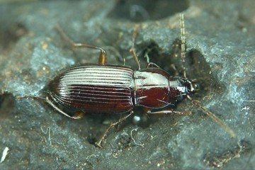 Pterostichus longicollis